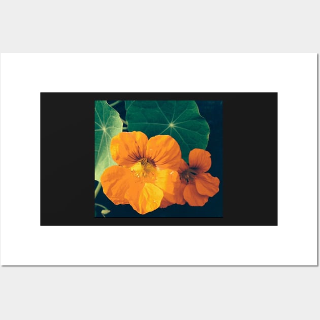 Cheerul Orange Nasturtium and the Star Leaf Wall Art by Photomersion